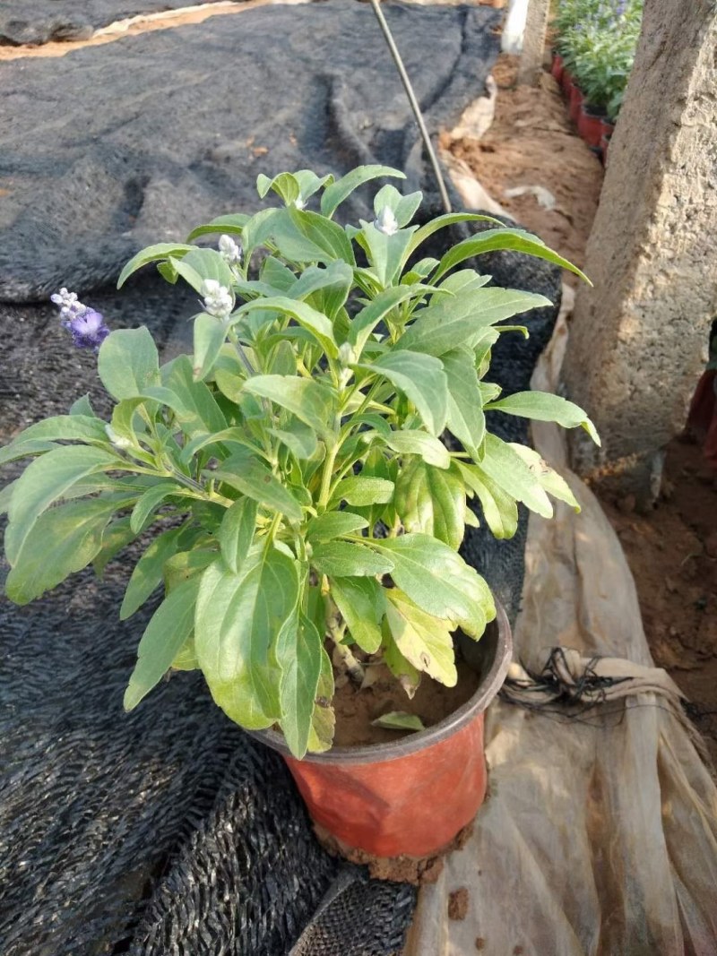 鼠尾草，地被鼠尾草，鼠尾草基地