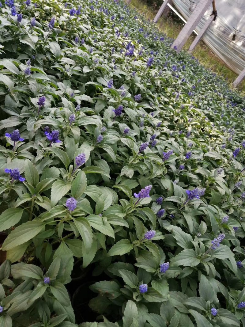 鼠尾草，地被鼠尾草，鼠尾草基地
