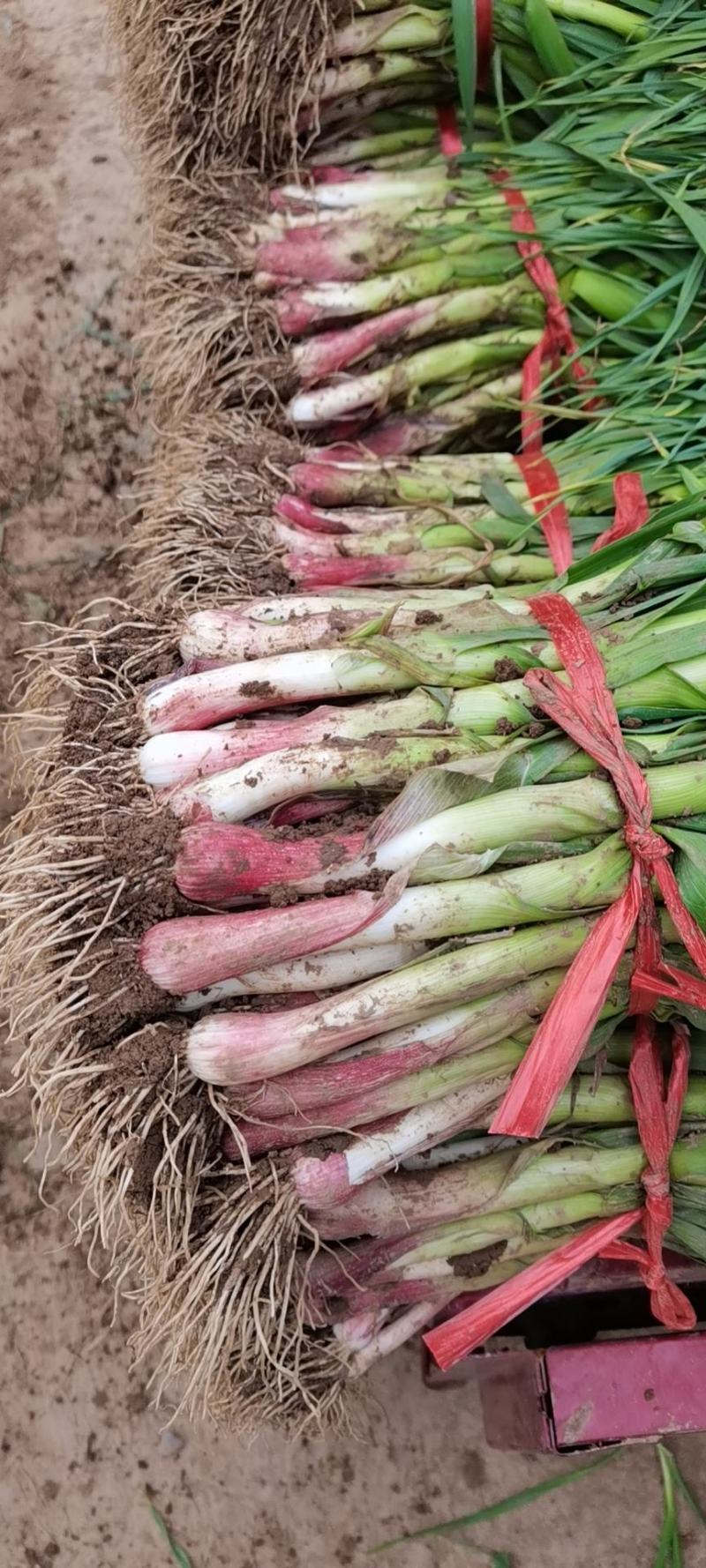 【蒜苗】蒜苗根红苗正，精品蒜苗大量现货，基地直发现挖现发