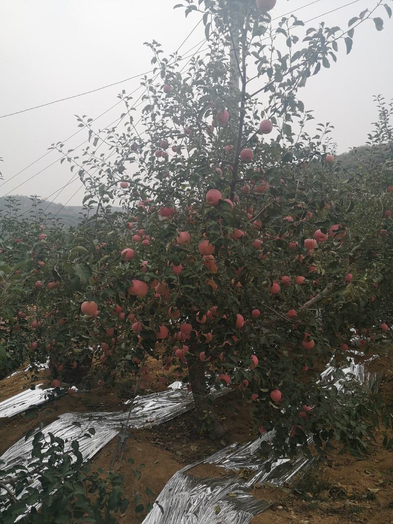 山东红富士苹果双层套袋果，可批发，快递，发福利，