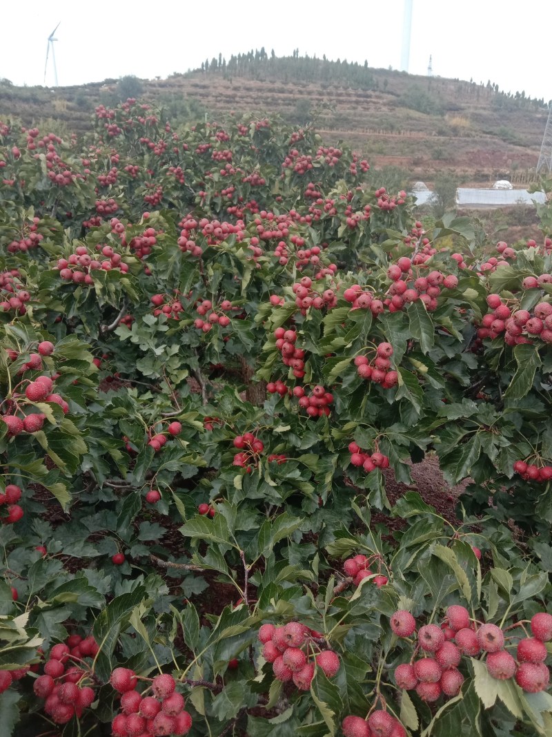 山东大金星山楂大量上市手摘果现摘现卖，量大‘从优欢迎你电