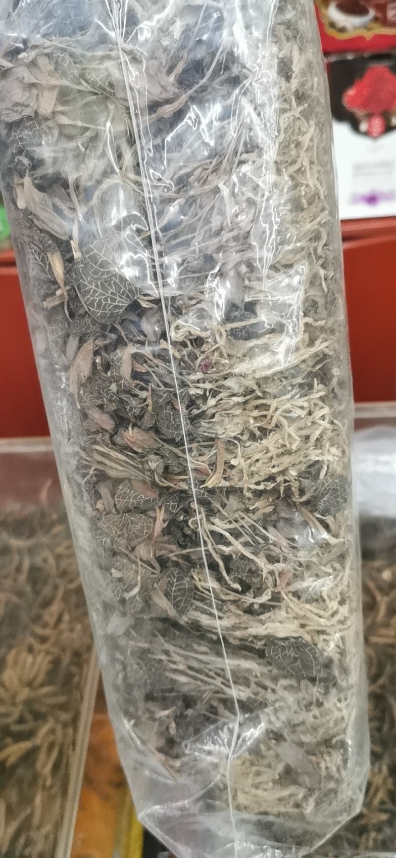 福建金线莲整株一手货源批发走量单价有优势。长期经营可信