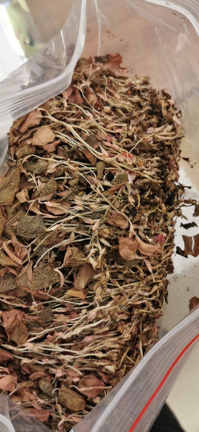 福建金线莲整株一手货源批发走量单价有优势。长期经营可信