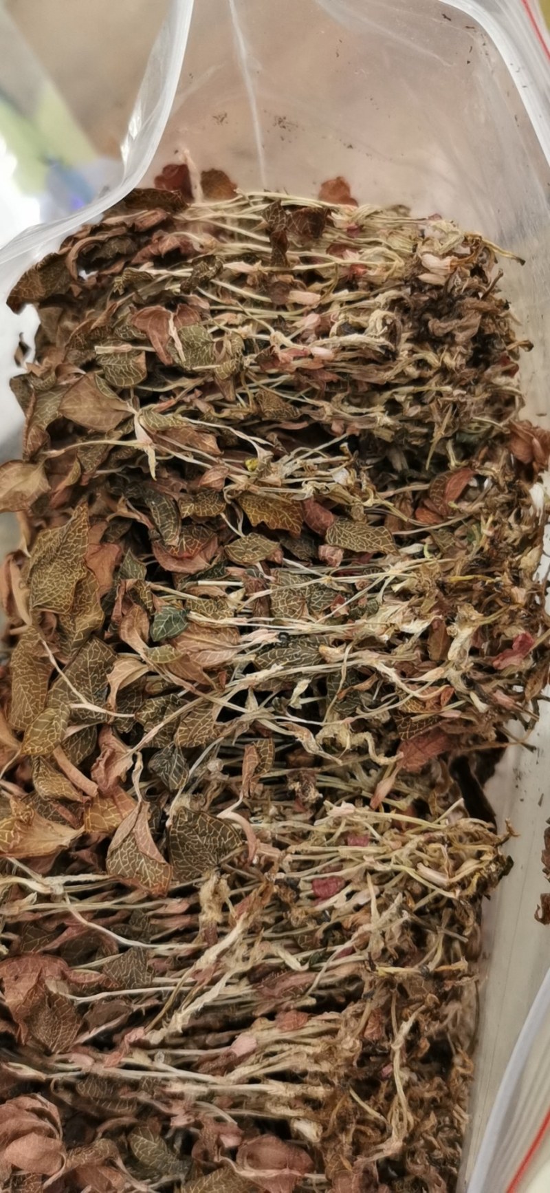 福建金线莲整株一手货源批发走量单价有优势。长期经营可信