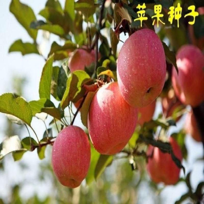 出售当年新苹果种子四季播苹果树的种子室内盆栽