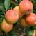 出售当年新苹果种子四季播苹果树的种子室内盆栽