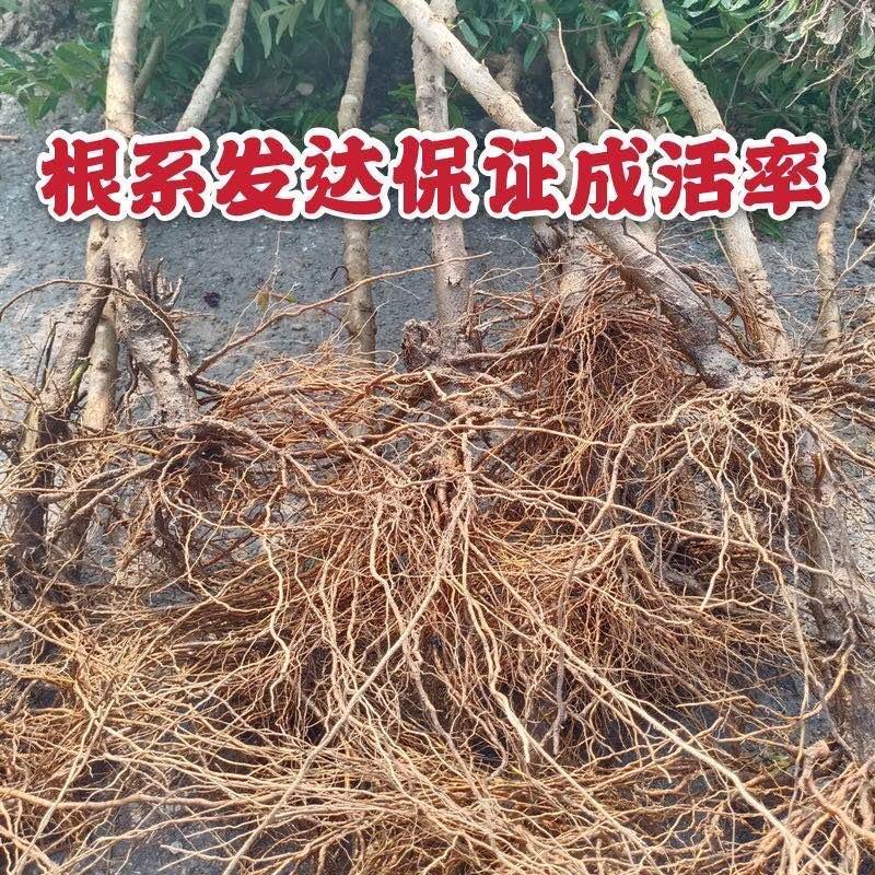 突尼斯石榴苗～软籽～黑籽～无籽～硬籽～品种保证～死苗包赔