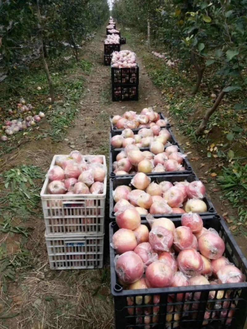 徐州丰县大沙河百果园水果基地，主营，早熟富士康