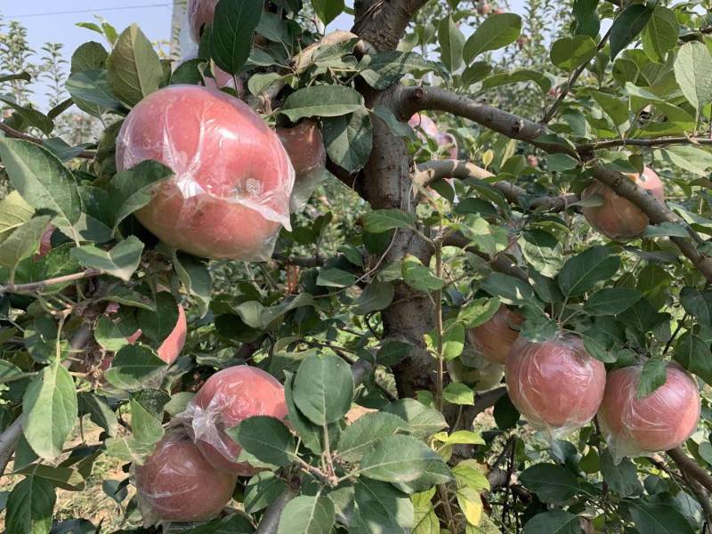 徐州丰县大沙河百果园水果基地，主营，早熟富士康