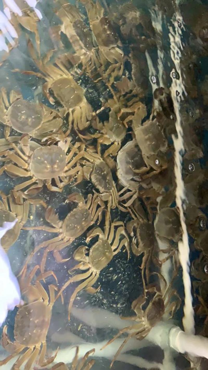 38规格普挑