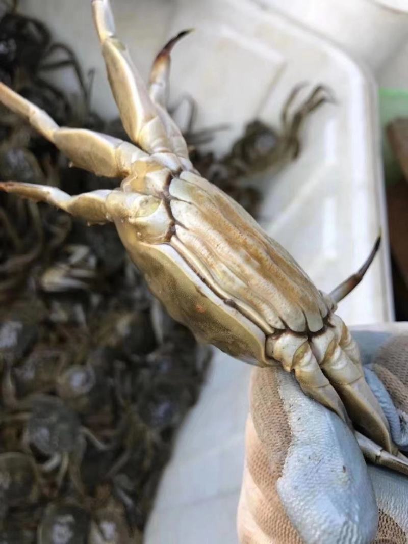 38规格普挑