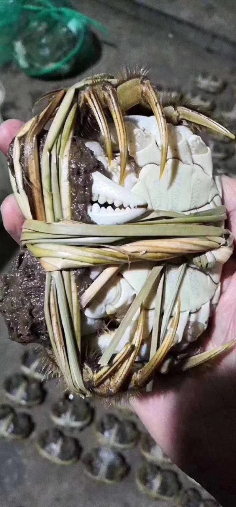 38规格普挑