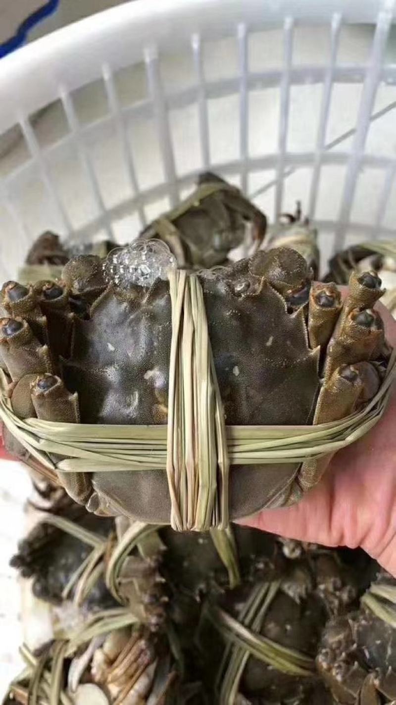 38规格普挑