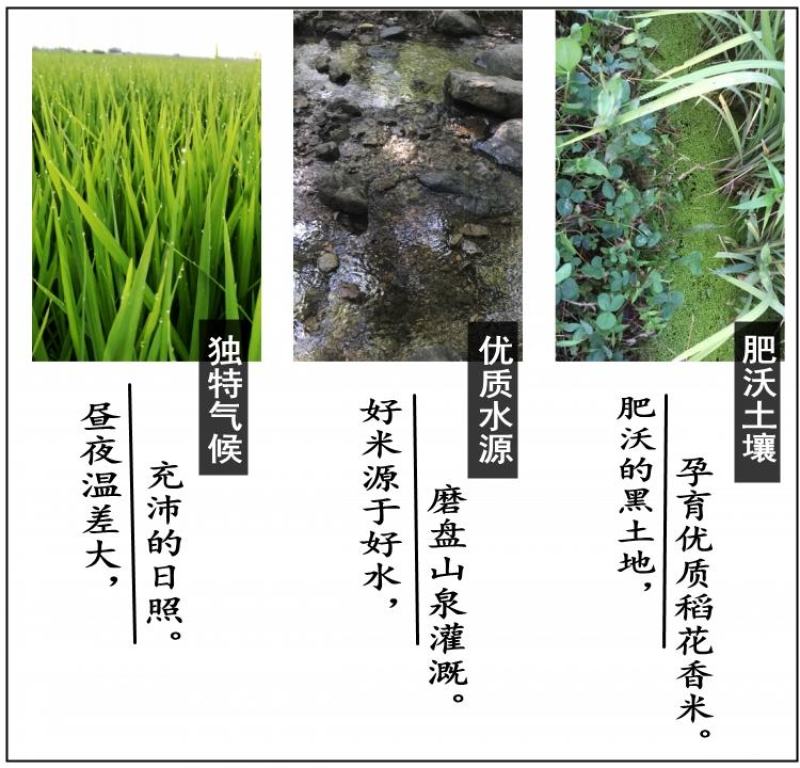 2023年新米东北大米五常大米稻花香2号大米真空5kg