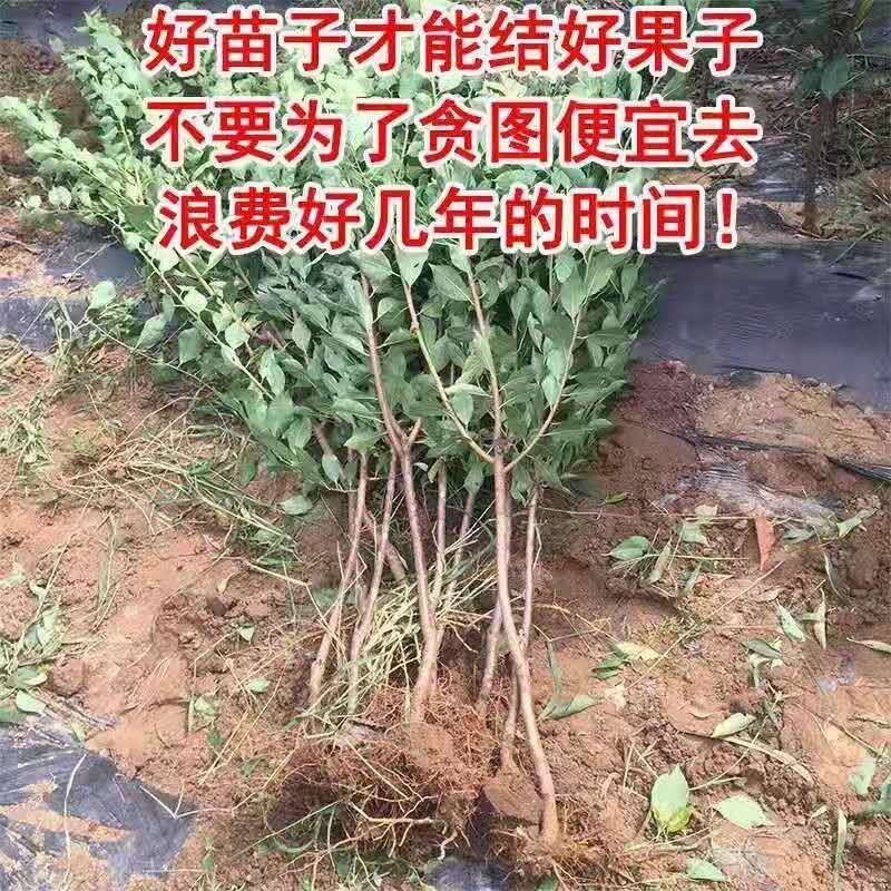 蜂糖李子树苗，保证品种，可签合同，包成活率