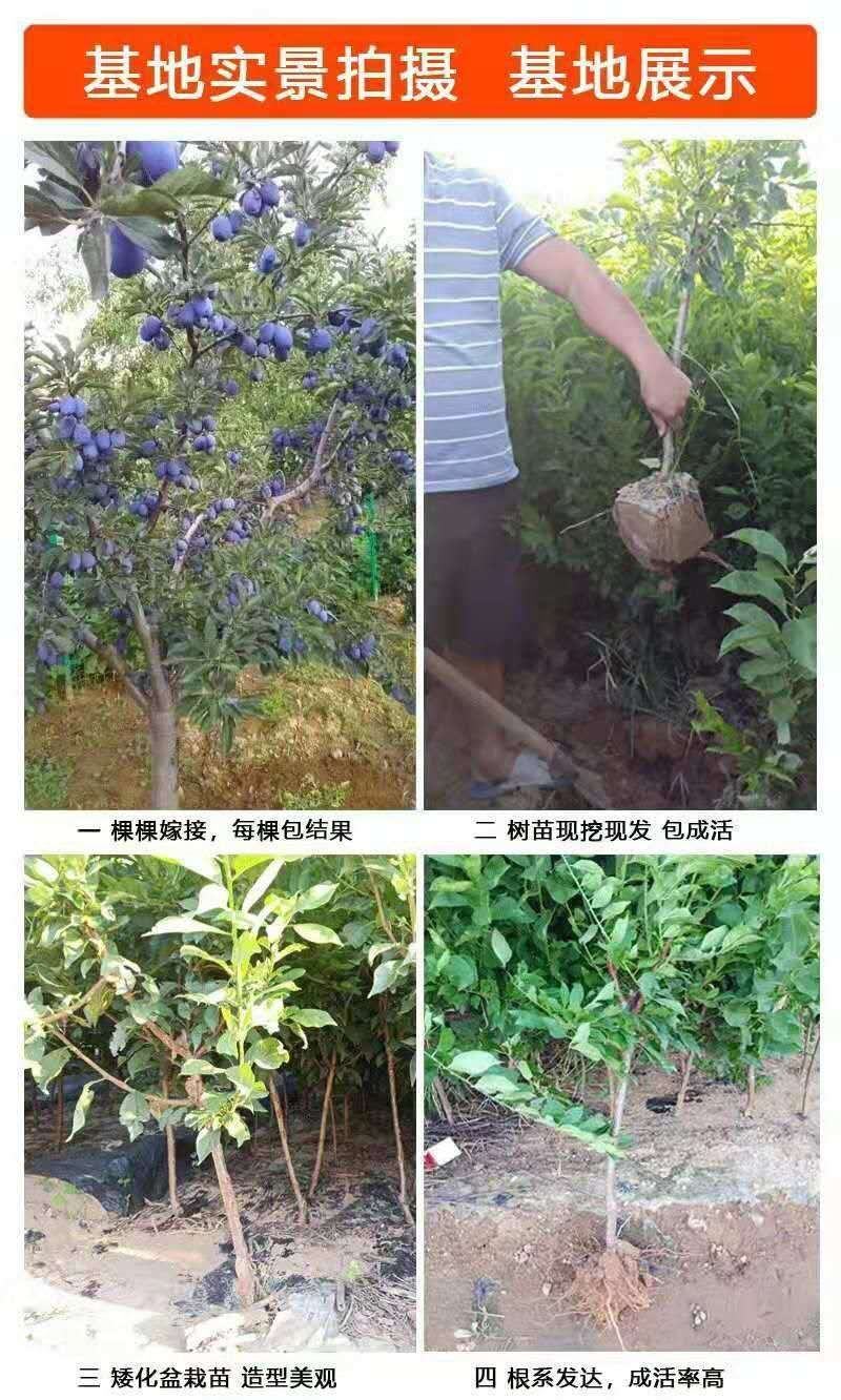 蜂糖李子树苗，保证品种，可签合同，包成活率