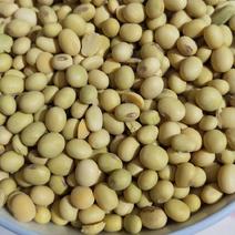 黄豆，旱地高质量圆黄豆，天然生长高蛋白，货比三家选好豆
