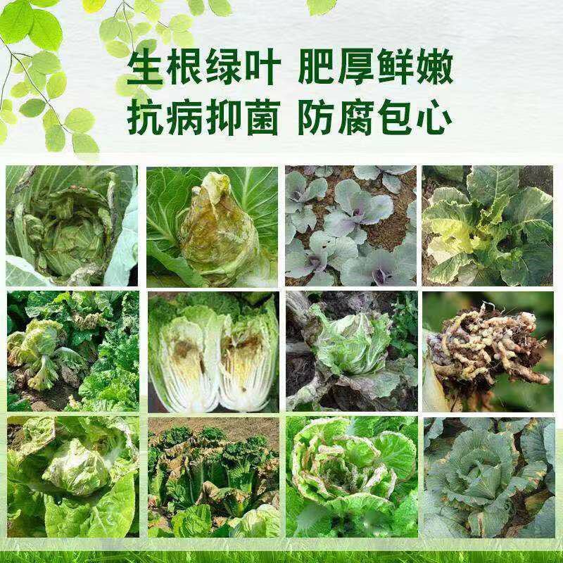 白菜甘蓝花菜防腐包心剂调节剂包心菜花菜专用叶面肥抗病包邮