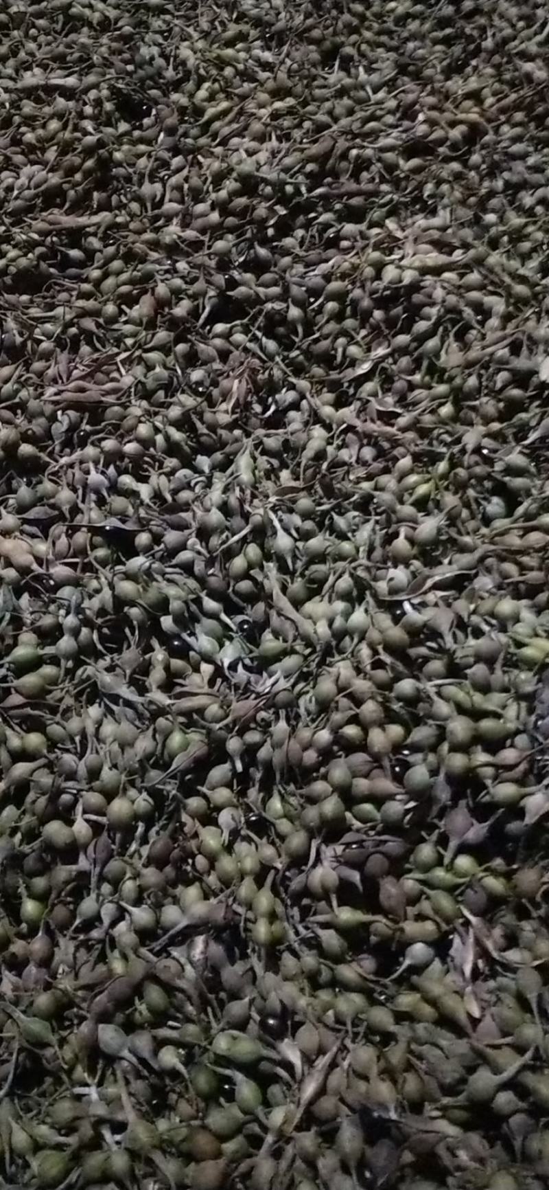 山豆根种子，山豆根出售