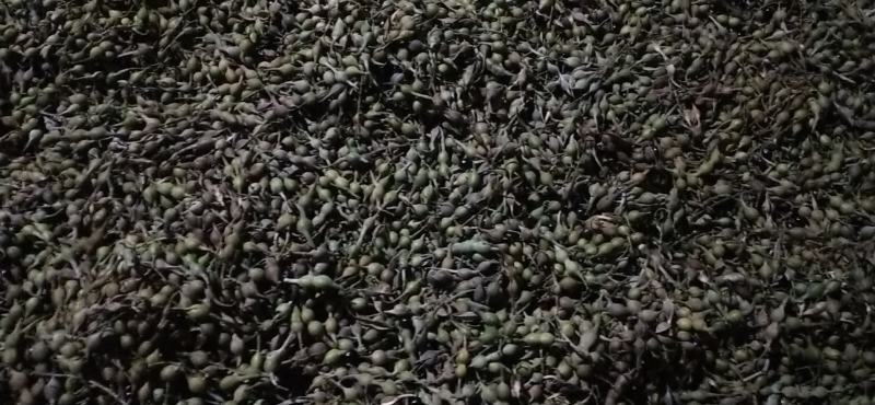 山豆根种子，山豆根出售