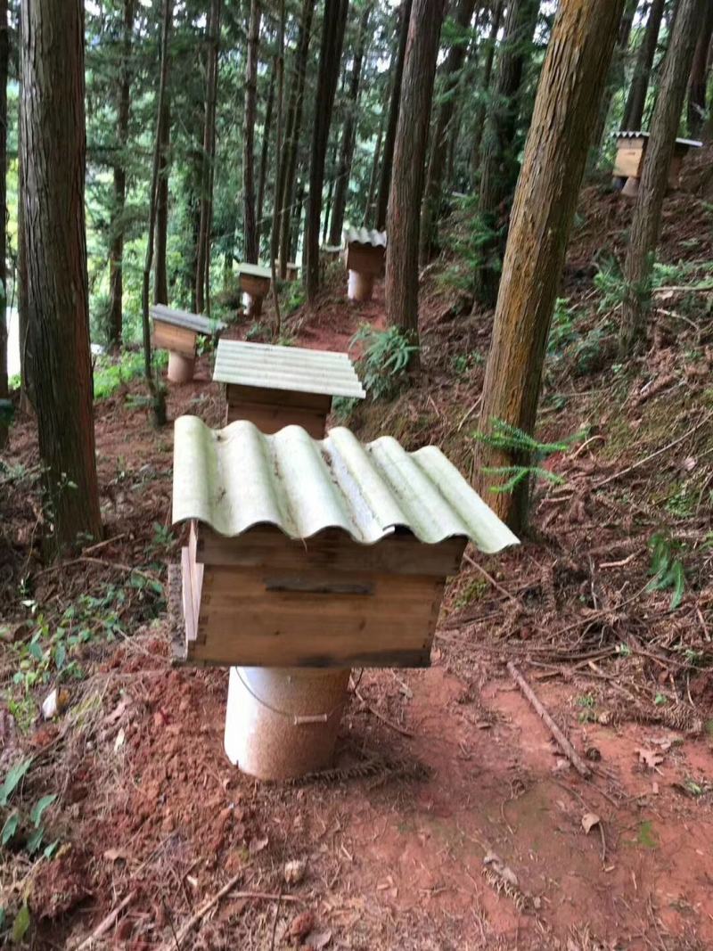 农家蜂蜜百花蜜农家养的正宗蜂蜜