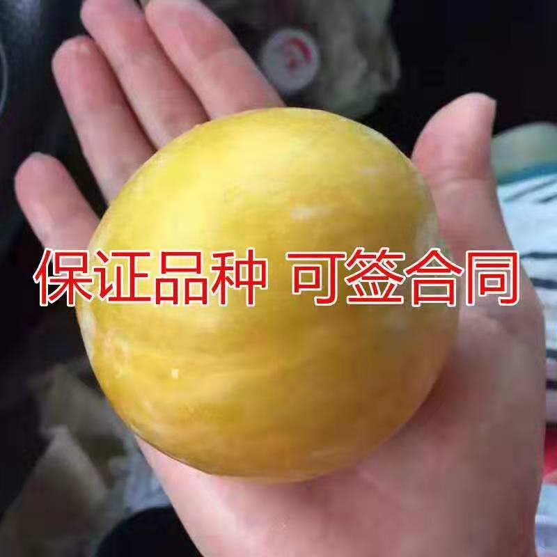 黄金奈李子树苗，保证品种，可签合同，包成活率