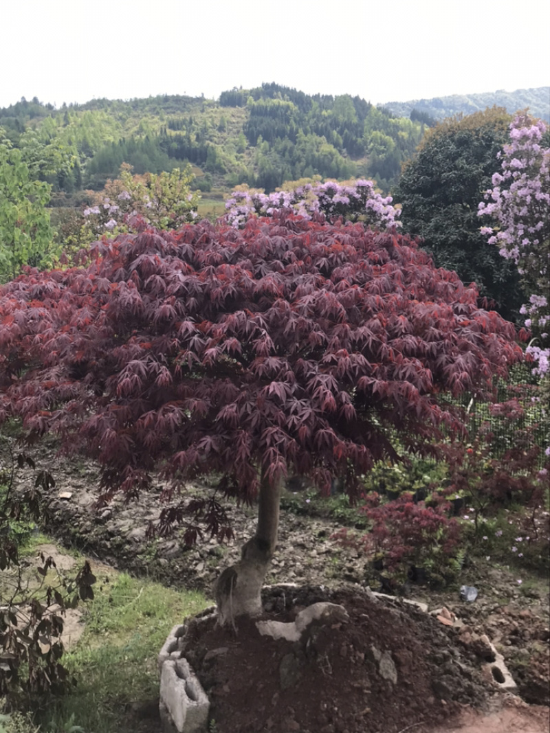 红枫小苗、红枫，基地货源保质保量，欢迎来电选购