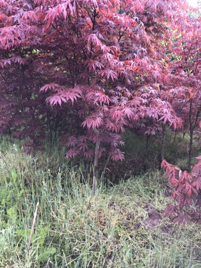 红枫小苗、红枫，基地货源保质保量，欢迎来电选购