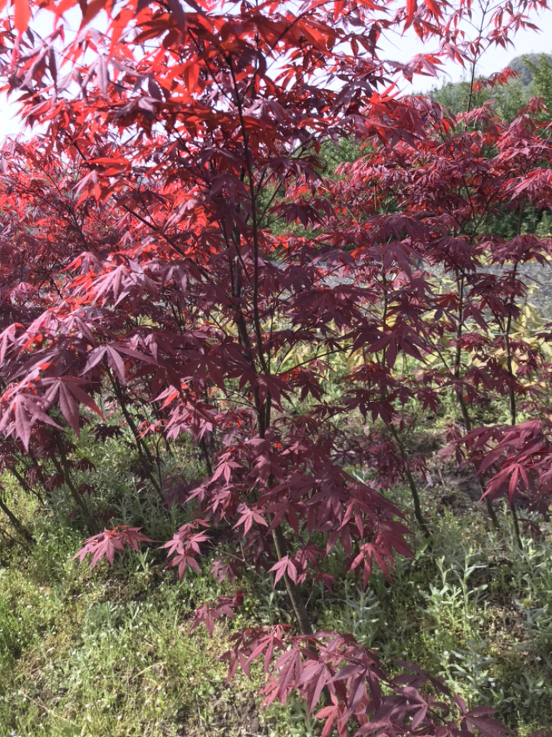 红枫小苗、红枫，基地货源保质保量，欢迎来电选购
