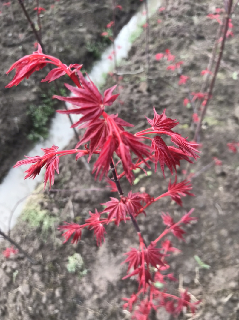 红枫小苗、红枫，基地货源保质保量，欢迎来电选购