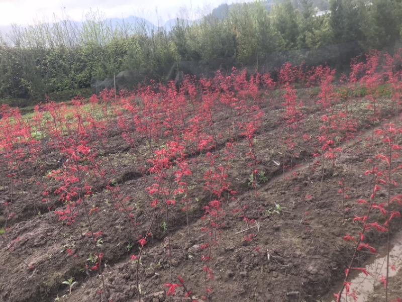 红枫小苗、红枫，基地货源保质保量，欢迎来电选购