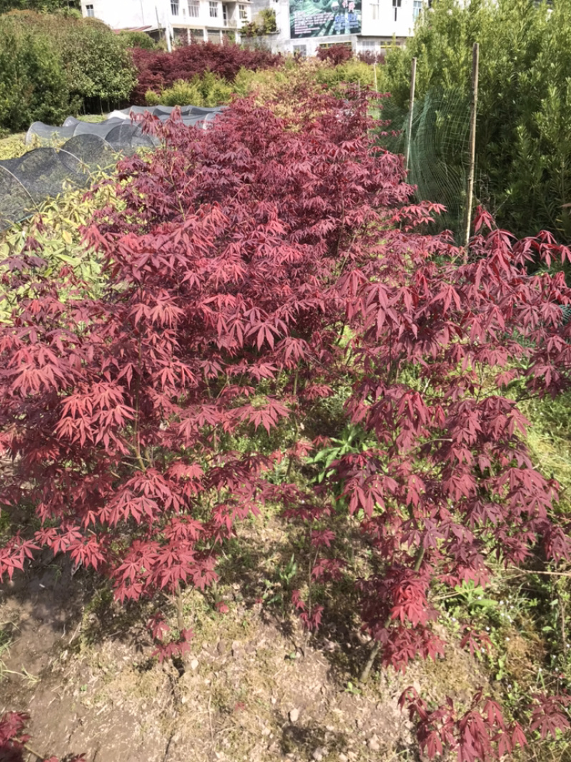 红枫小苗、红枫，基地货源保质保量，欢迎来电选购
