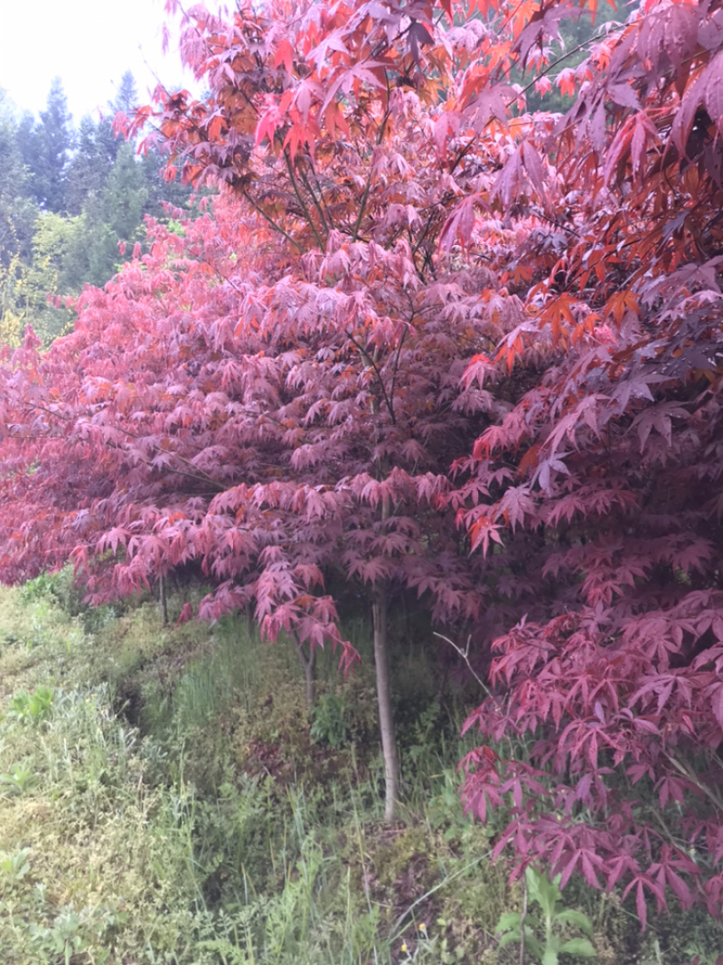 红枫小苗、红枫，基地货源保质保量，欢迎来电选购