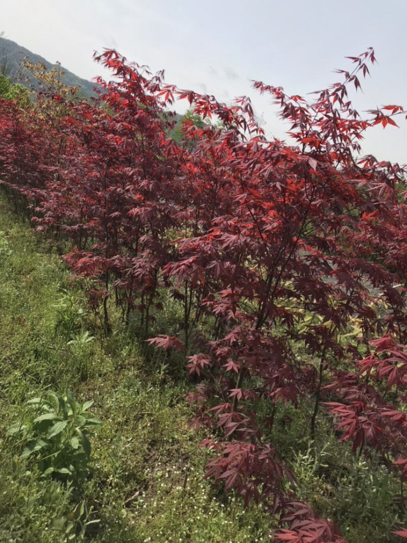 红枫小苗、红枫，基地货源保质保量，欢迎来电选购