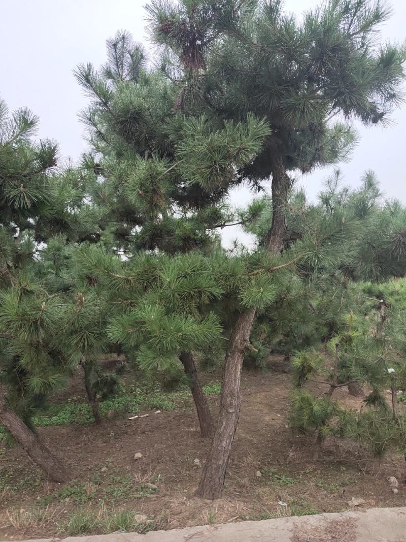 地径15公分以上黑松