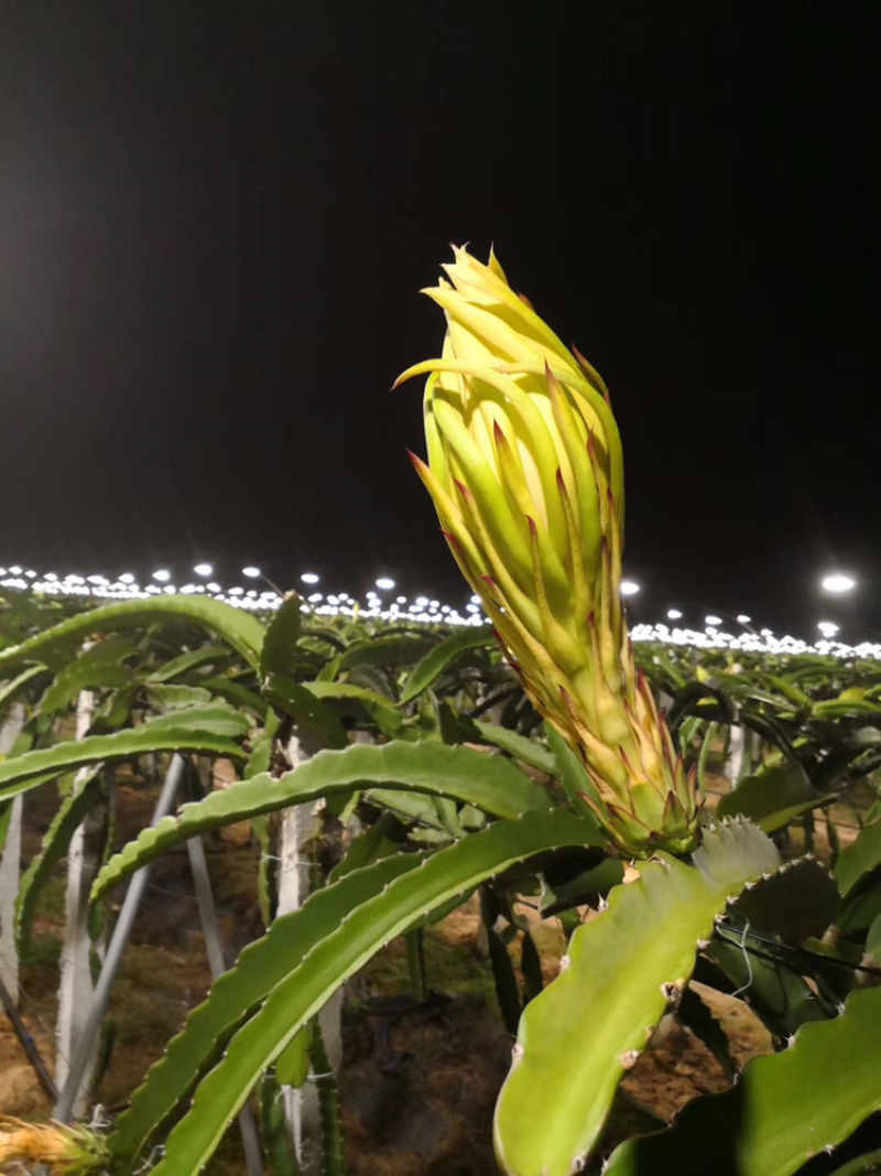 空运海南金都一号红心火龙果种植基地精品大果礼盒装包邮