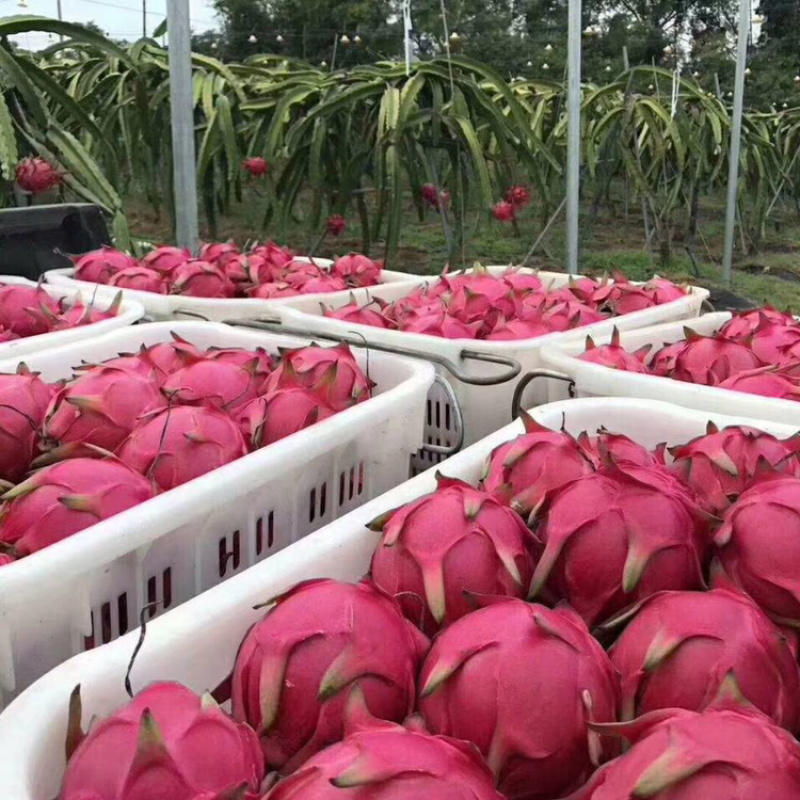 空运海南金都一号红心火龙果种植基地精品大果礼盒装包邮