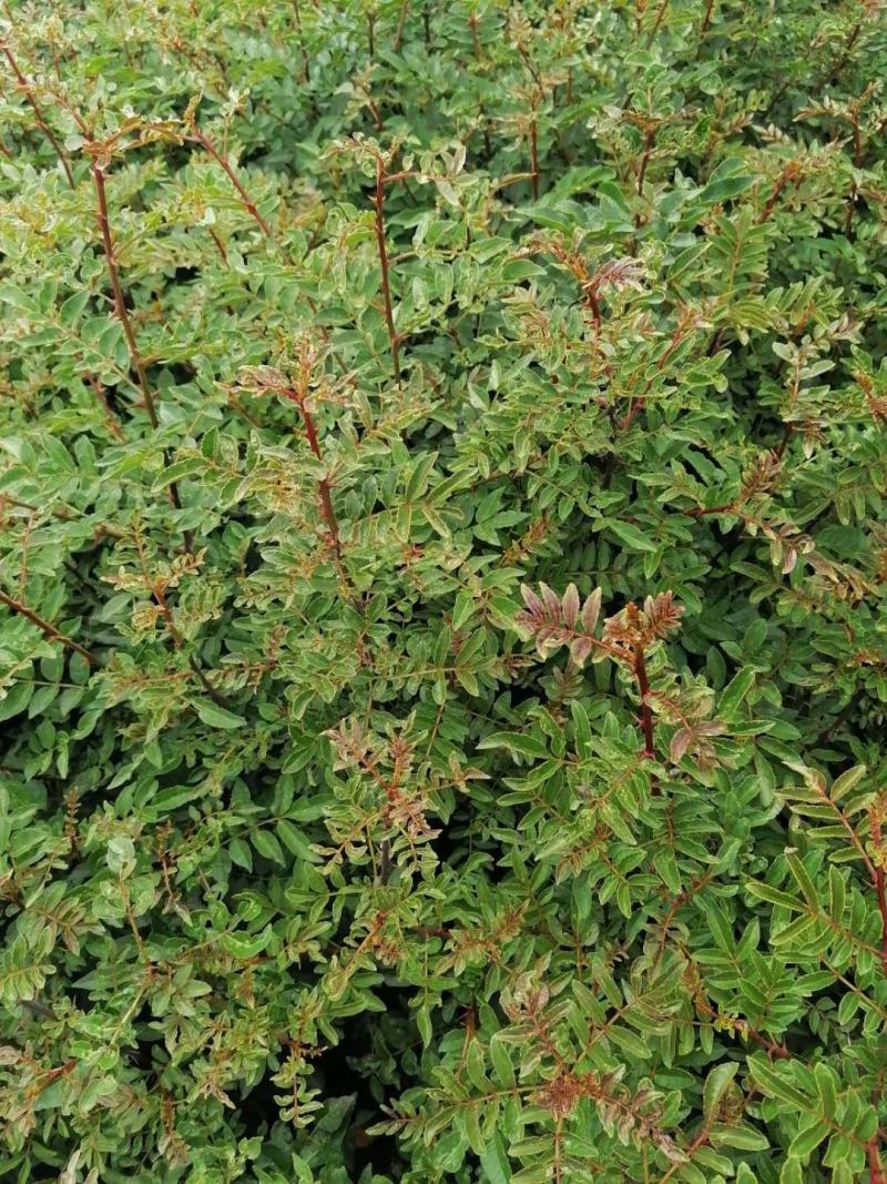 基地直销大红袍花椒苗，无刺花椒苗，规格齐全，质优价廉。