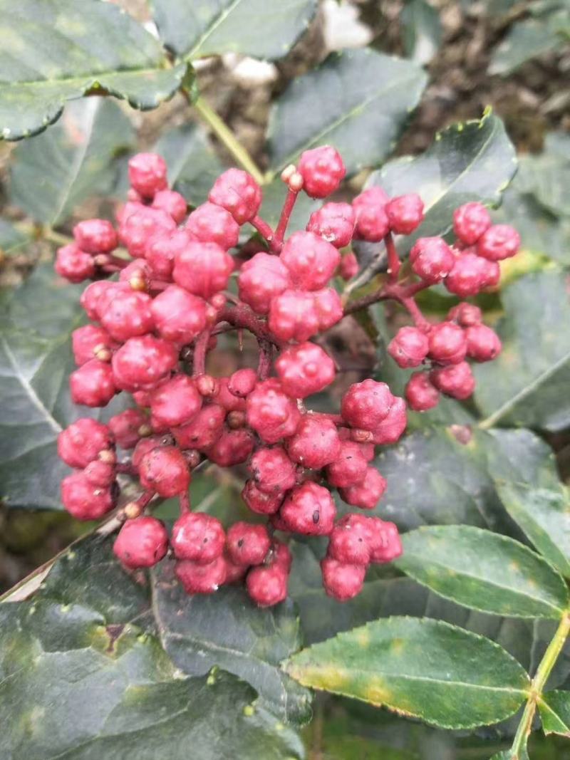 基地直销大红袍花椒苗，无刺花椒苗，规格齐全，质优价廉。