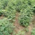 基地直销大红袍花椒苗，无刺花椒苗，规格齐全，质优价廉。