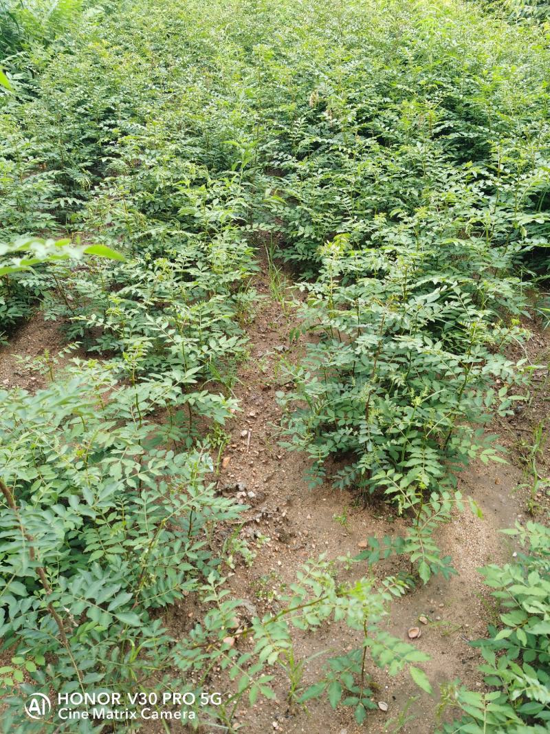 基地直销大红袍花椒苗，无刺花椒苗，规格齐全，质优价廉。
