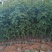 基地直销大红袍花椒苗，无刺花椒苗，规格齐全，质优价廉。
