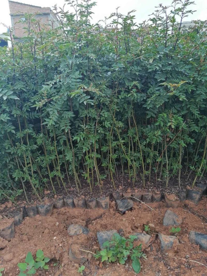 基地直销大红袍花椒苗，无刺花椒苗，规格齐全，质优价廉。