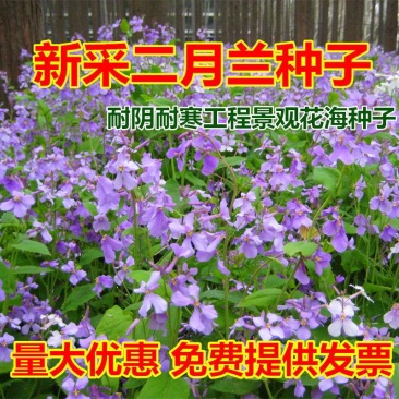 二月兰花种子
