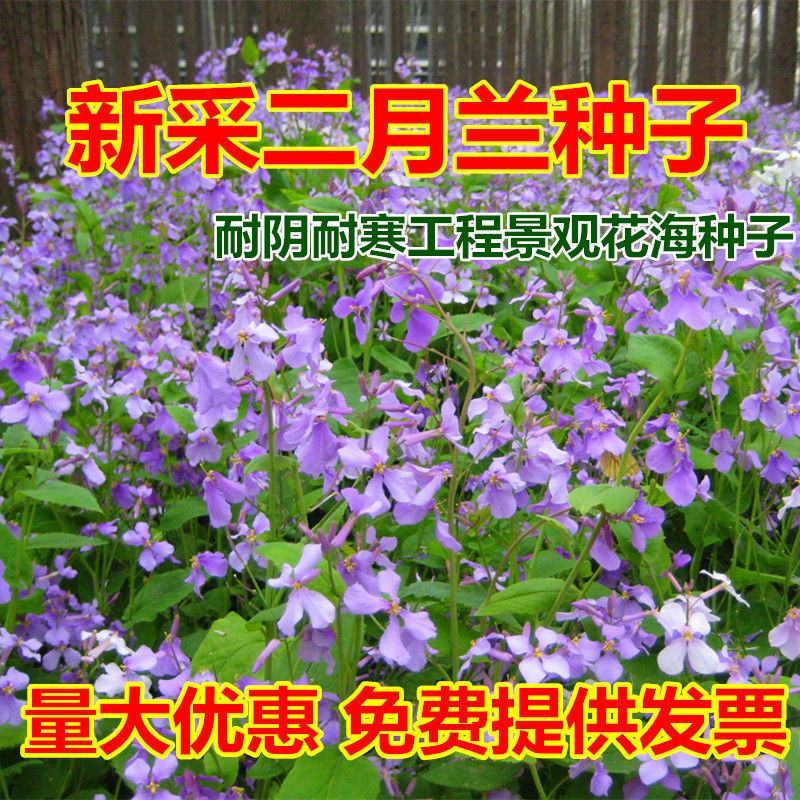 二月兰花种子