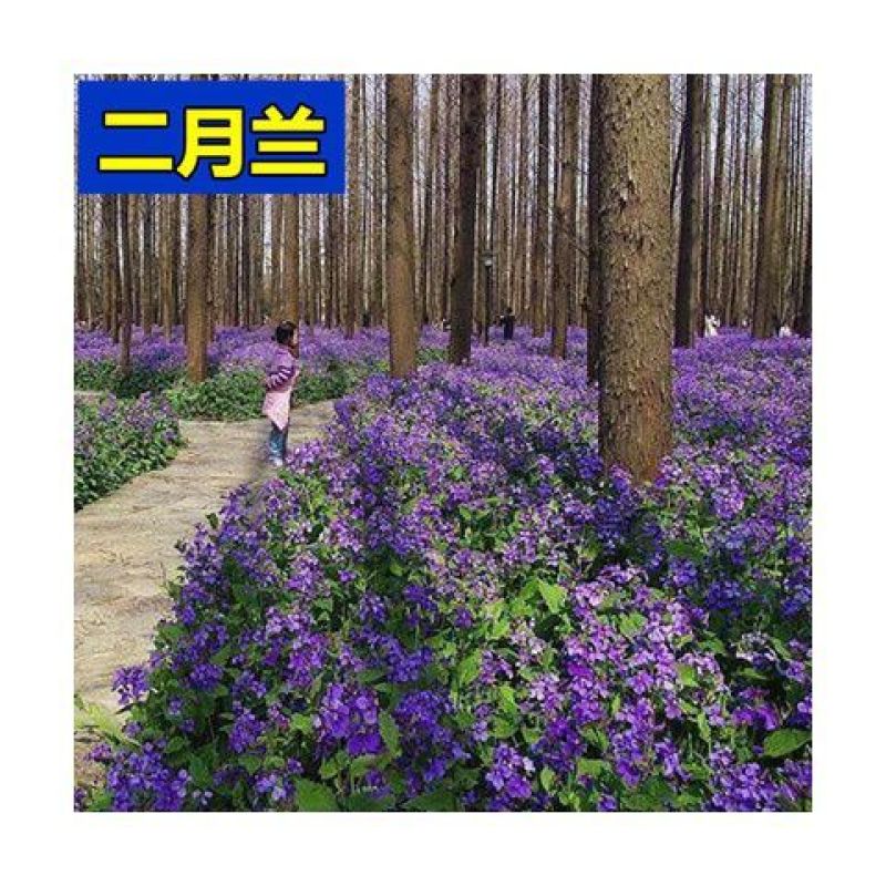二月兰花种子