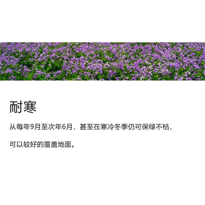 二月兰花种子