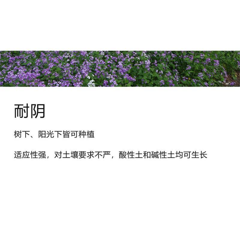 二月兰花种子