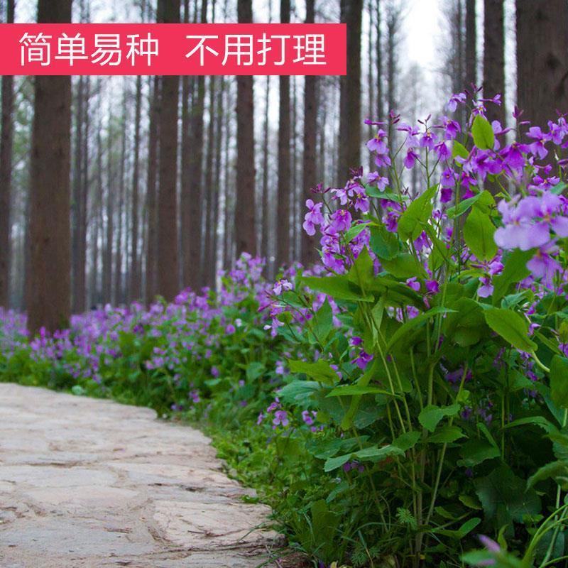 二月兰花种子