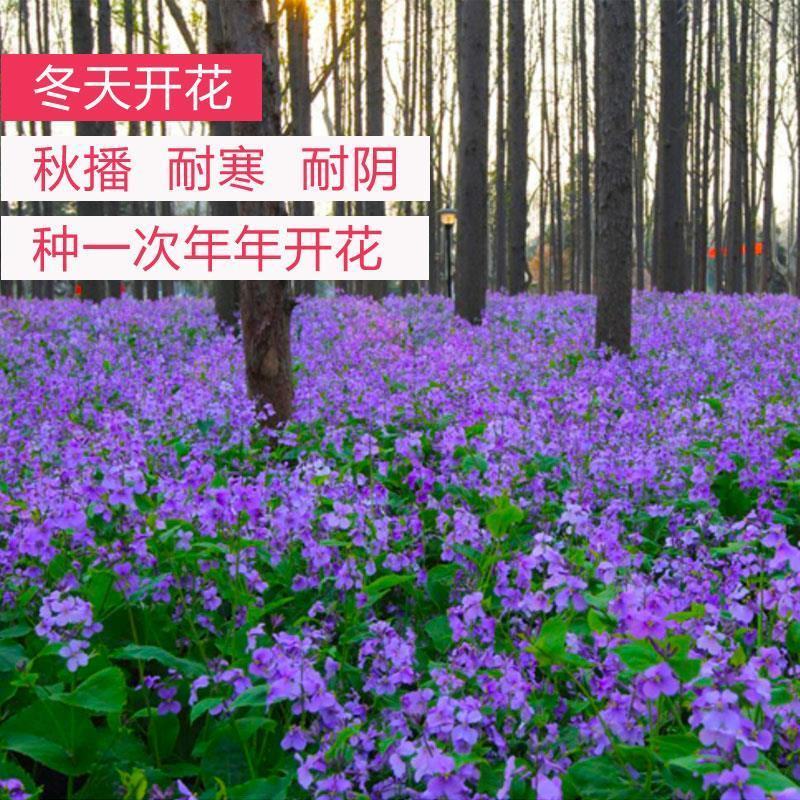 二月兰花种子